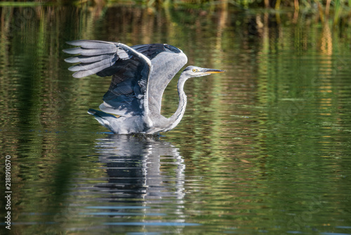 Canvastavla Grey heron (Ardea cinerea) preparing to take flight from the water