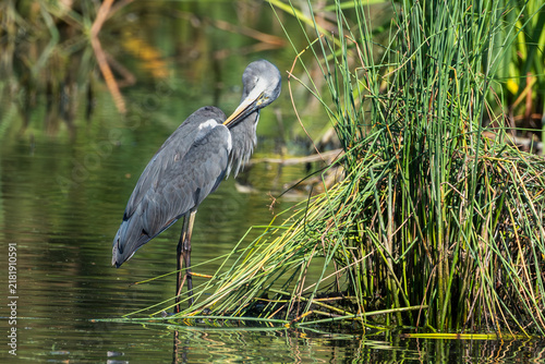 Photography Grey heron (Ardea cinerea) preening its feathers with head turned back