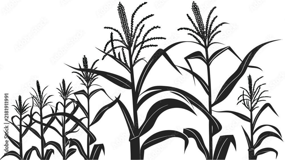 Obraz premium Vector illustration of a corn field