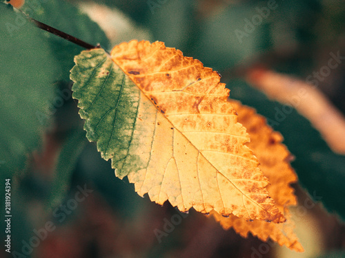 Foto Close-up of a two-toned autumn leaf transitioning from green to golden orange, showing detailed veins and serrated edges against a softly blurred natural background in warm seasonal light with detail