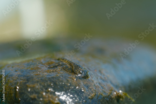 Fotografía Macro shot of a mayfly nymph on a wet rock