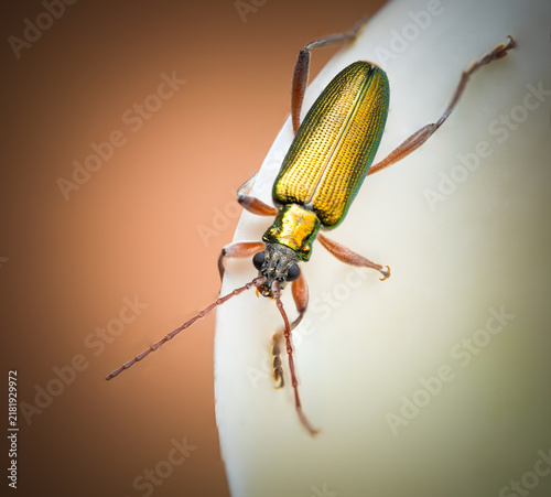 Canvastavla Metallic green beetle perches delicately on white surface