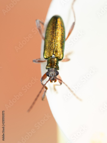 Obraz na plátne Shiny green beetle perches delicately on white surface