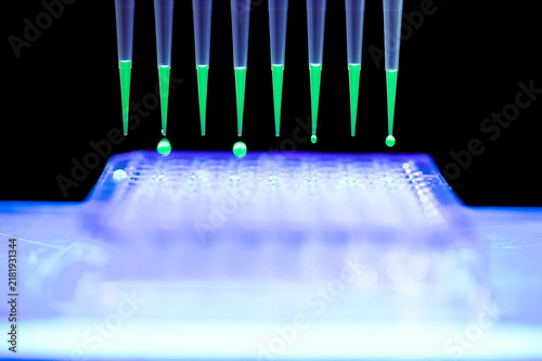 Medical research with multi channel pipette with fluorescent chemical solution. Pipetting sample into wellplate during scientific experiment inside laboratory.