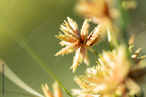Foto Close-up of a flowering grass inflorescence