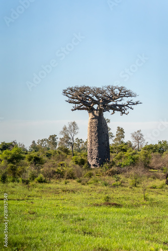 Fotografie Madagascar baobab tree in a grassy landscape