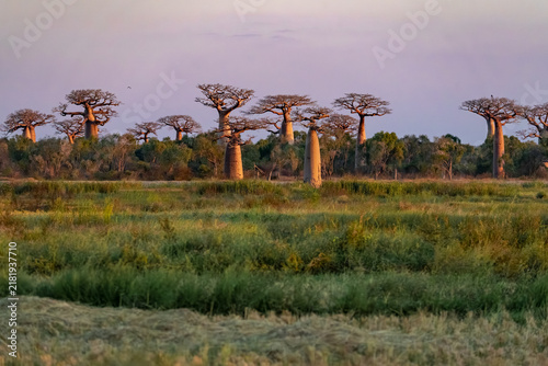 Konstfotografi Baobab trees across the Madagascar landscape