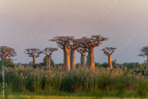 Baobab trees in Madagascar at golden hour
