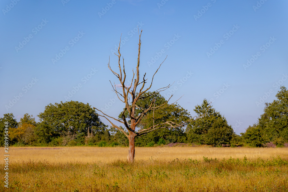 Obraz premium Scenic Dutch nature landscape in summer, Solitary bare tree standing in a dry grassland field under clear blue sky, A bare, dead tree stands in a golden field in the countryside, Drenthe, Netherlands.