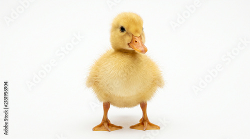 Cute fluffy yellow duckling standing upright isolated on a clean white background