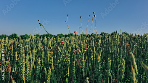 Green wheat field poppy flower bud