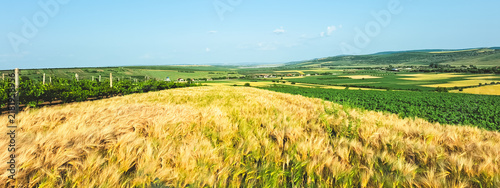Summer agricultural landscape rural scene