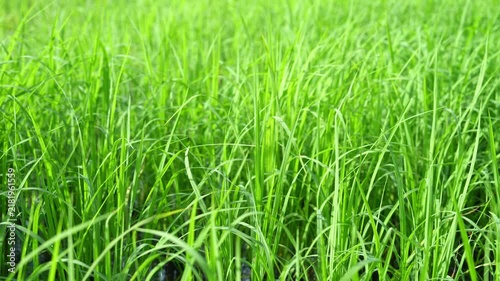 4k Slow motion footage of lush green rice plants swaying gently in the breeze. Fresh green paddy field background with beautiful natural light.