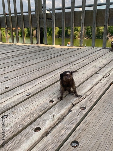 Small Marmoset Monkey Sitting on a Wooden Bridge Overlooking a Green Landscape and Lake in Brazil