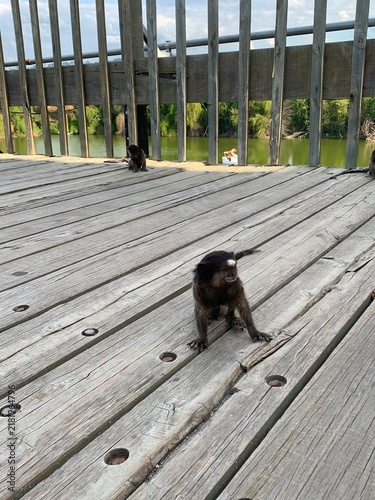 Small Marmoset Monkey Sitting on a Wooden Bridge Overlooking a Green Landscape and Lake in Brazil