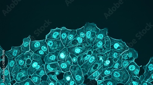 Microscopic view of turquoise cell colony, cellular structure and biological research