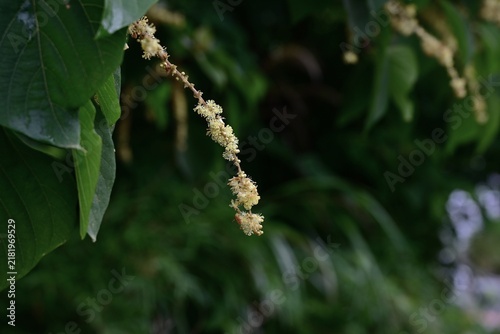 Foto Japanese mallotus (Mallotus japonicus)