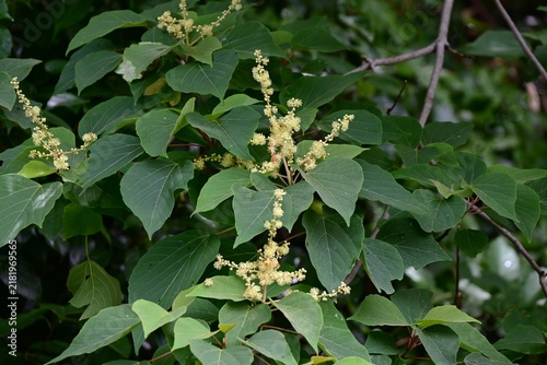 Konstfotografi Japanese mallotus (Mallotus japonicus)
