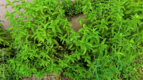 Vibrant Fresh Green Mint Plant Leaves Growing Lush in Outdoor Garden Soil, Organic Spearmint Herbal Foliage Close Up View, Culinary Culinary Herb Gardening and Agriculture Background