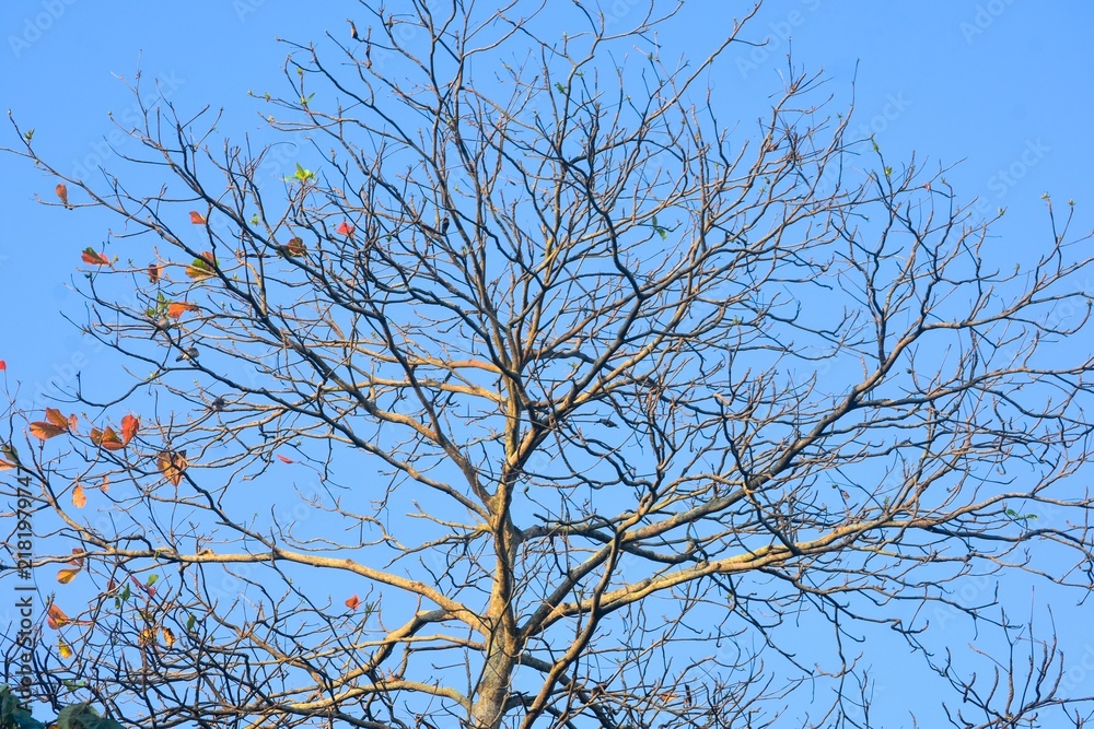 Obraz premium The intricate natural patterns of dry, bare tree branches during the dry season, set against a blue sky.