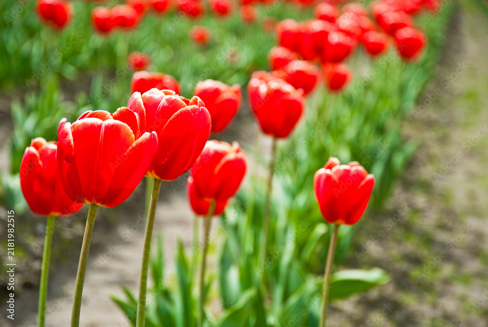 Obraz premium Red Tulip Field in Skagit Valley, Washington