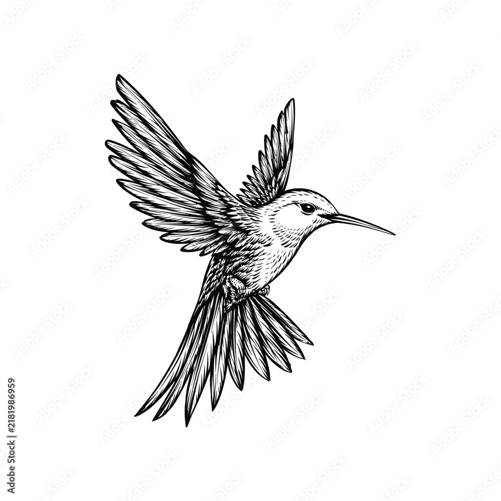 Fototapeta premium Engraving Style Hummingbird in Flight Isolated