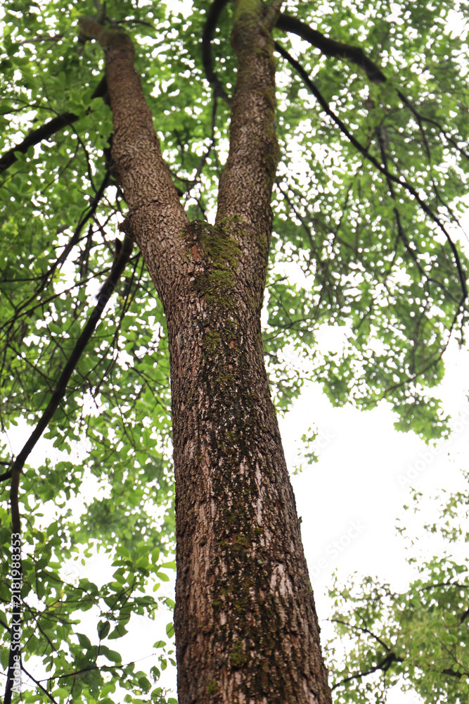 Obraz premium tree in the forest