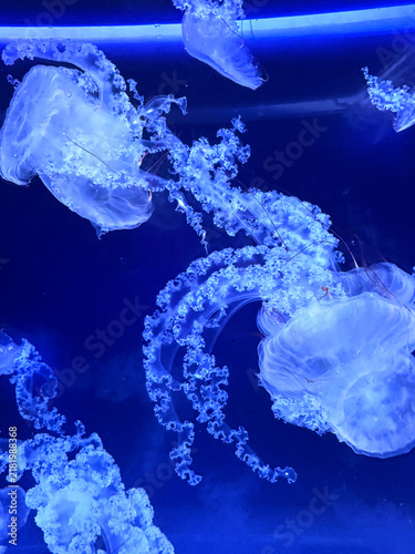 Foto Jellyfish swimming in illuminated aquarium with blue lighting effects
