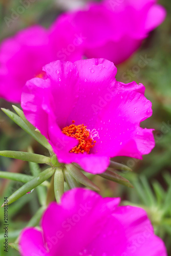 Pink moss rose flower in garden.