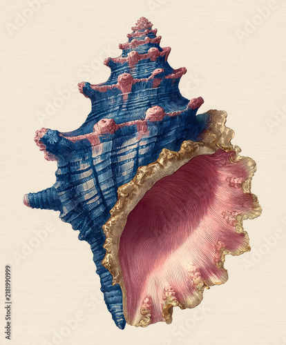 Detailed illustration of conch shell with blue and pink hues, showcasing intricate textures and natural beauty in vintage style