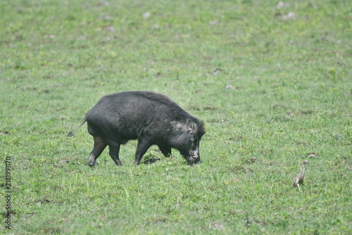 Canvas Print Wild Boar Foraging on Grassland with Bird at Kaziranga National Park, Assam Indi