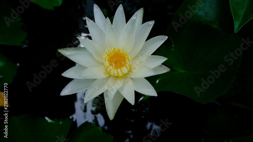 Cuadro en lienzo White water lily blooming in a peaceful garden pond with vibrant yellow center a