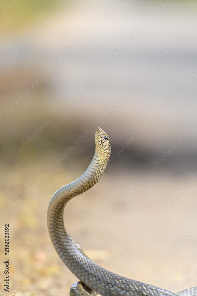Obraz premium Snake Mating 