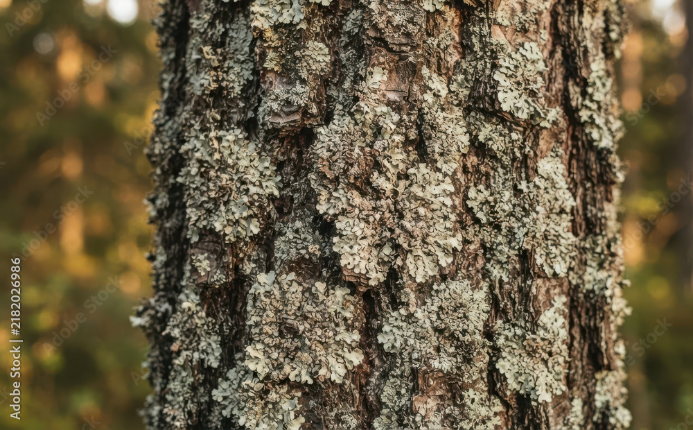 Fototapeta premium Detailed close-up of pine tree bark covered in grey lichen in a forest, nature texture background for organic design
