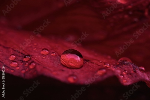 Konstfotografi Moody Macro of Clear Raindrops on Red Hibiscus Petal with Shallow Depth of Field