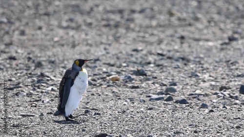 King penguin walking slowly on rocky ground of subantarctic island beach during summer day.