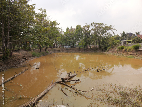 Muddy pond with fallen trees and dense green vegetation in a rural setting.