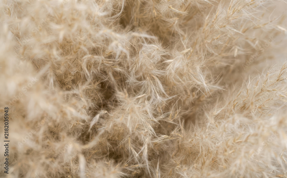 Fototapeta premium Macro close-up shot of fluffy pampas grass plumes showing soft beige plant texture for nature background and bohemian interior design concepts