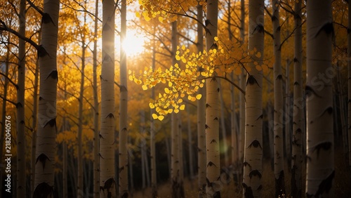 Aspen Grove Glowing with Autumn Backlight