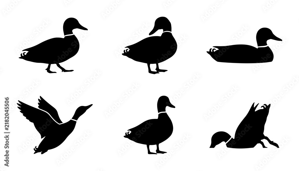 Fototapeta premium Black Duck Silhouettes, Vector Icons Set: Flying, Swimming, Standing Poses for Wildlife and Nature Designs