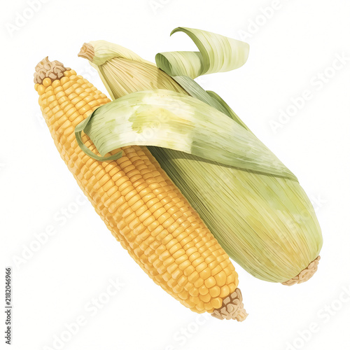 Watercolor Fresh Sweet Corn with Green Husk Isolated on White