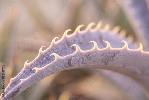 Macro botanical detail of sharp purple succulent leaf showing curve of spine and thorn in nature.