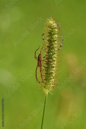 Foto Macro Crop of Nursery Web Spider Pisaurina Mira Showing Leg Spines on Grass