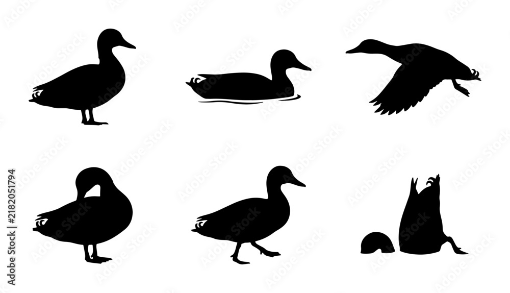 Obraz premium Duck Silhouettes Collection: Six Diverse Poses, Vector Graphics for Wildlife and Nature Designs