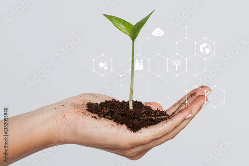 Bild auf Leinwand Hand holding plant, reforestation, digital remix
