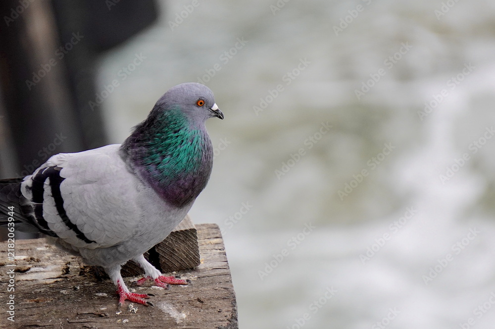 Obraz premium Pigeons on the Pier