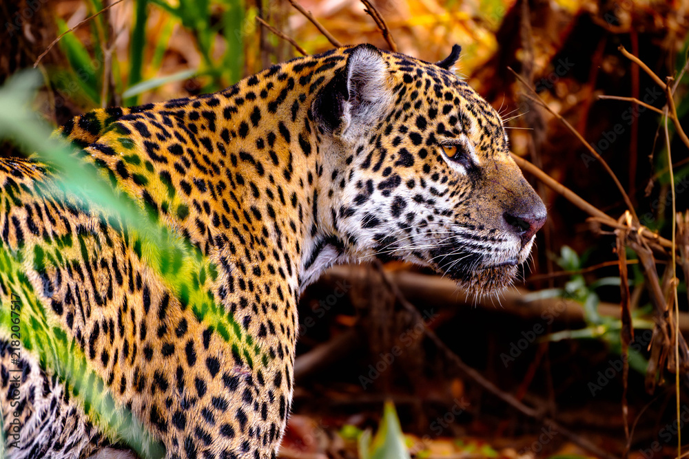 Fototapeta premium Wild jaguar in profile against dry riverbank vegetation
