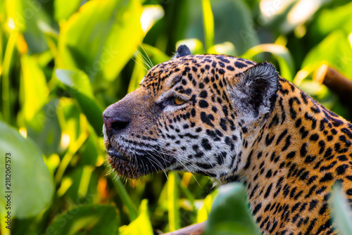 Wild jaguar profile with mouth slightly open among water hyacinth