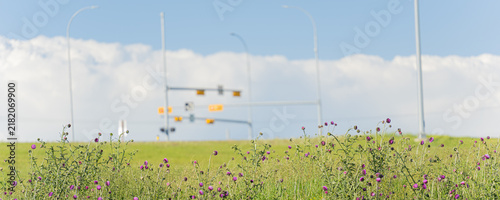Traffic Signals on embankment with flowers in foreground