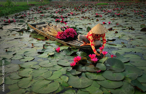 Obraz na płótnie Lyly water flower harvesting in Mekong delta